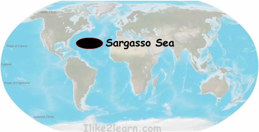 Sargasso Sea